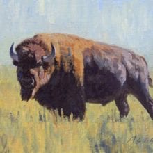 William Alther, Bison Bull, oil, 8 x 10, $1100