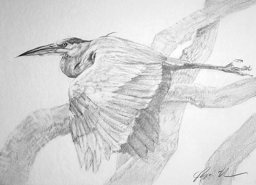 Graphite drawing of a blue heron in flight