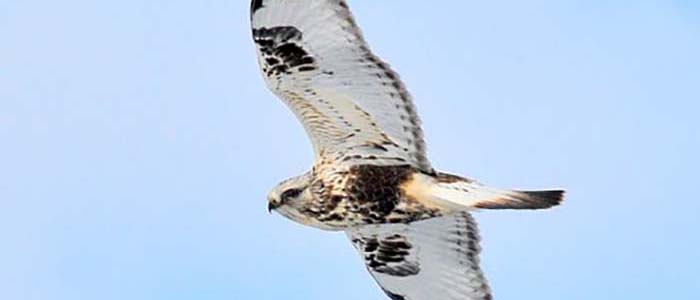 Photograph of a rough legged hawk soaring
