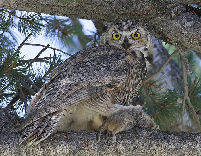 Great-horned owl photograph
