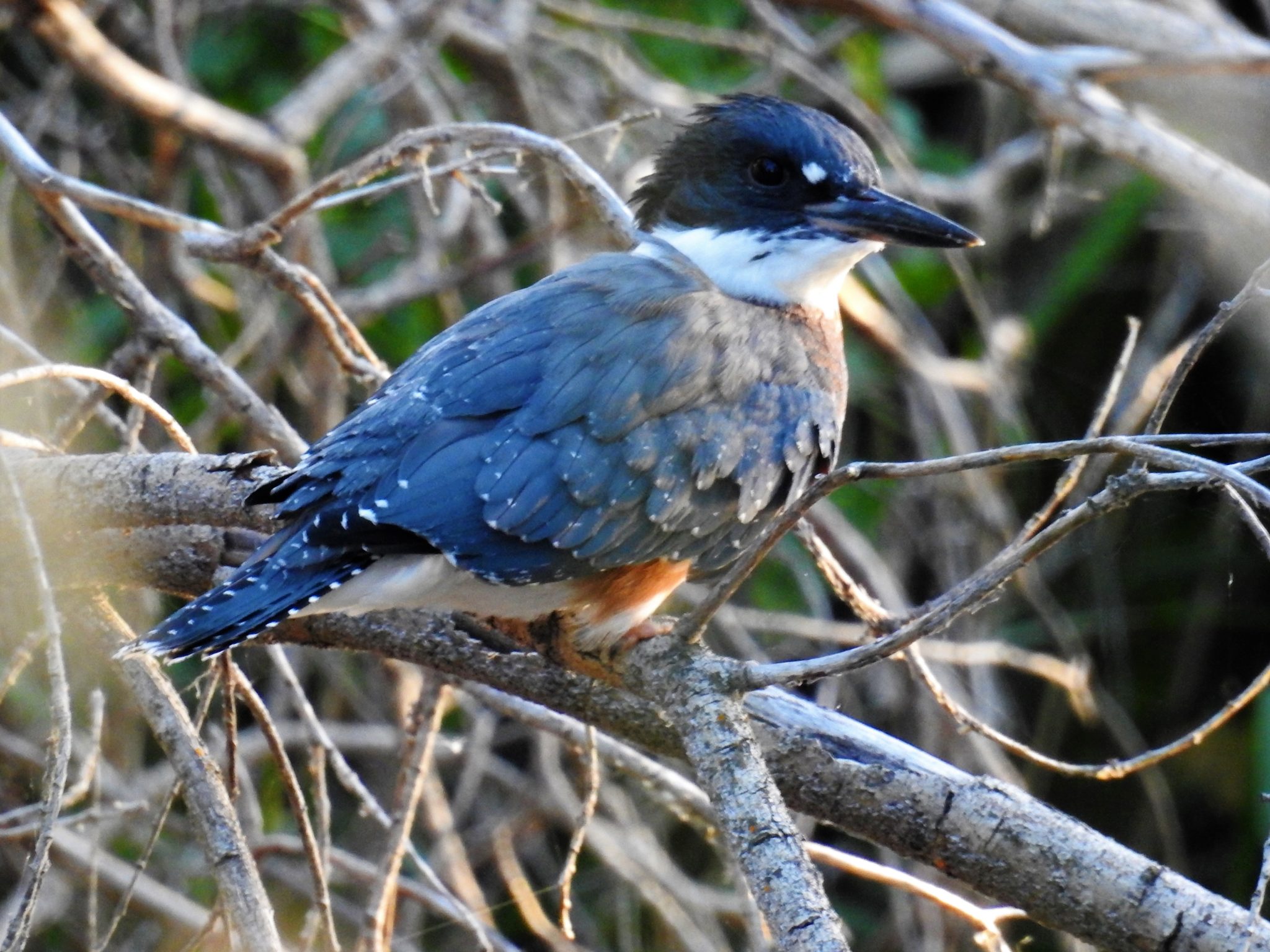 Belted Kingfisher photograph