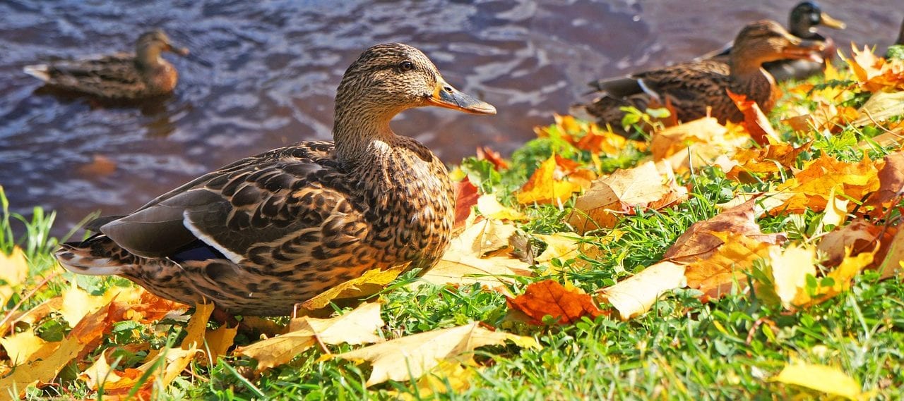 Color photograph of mallard ducks on a grassy shore with autumn colored leaves