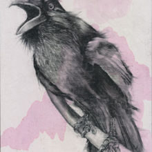 Crow 14