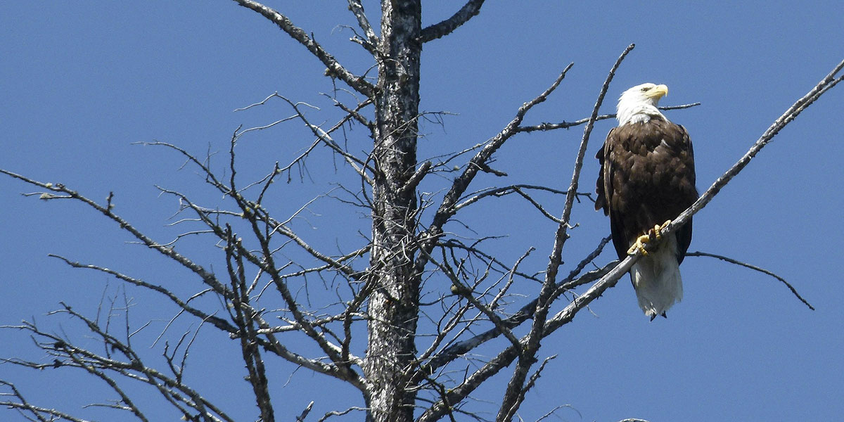 Bald Eagle roosting in a tree
