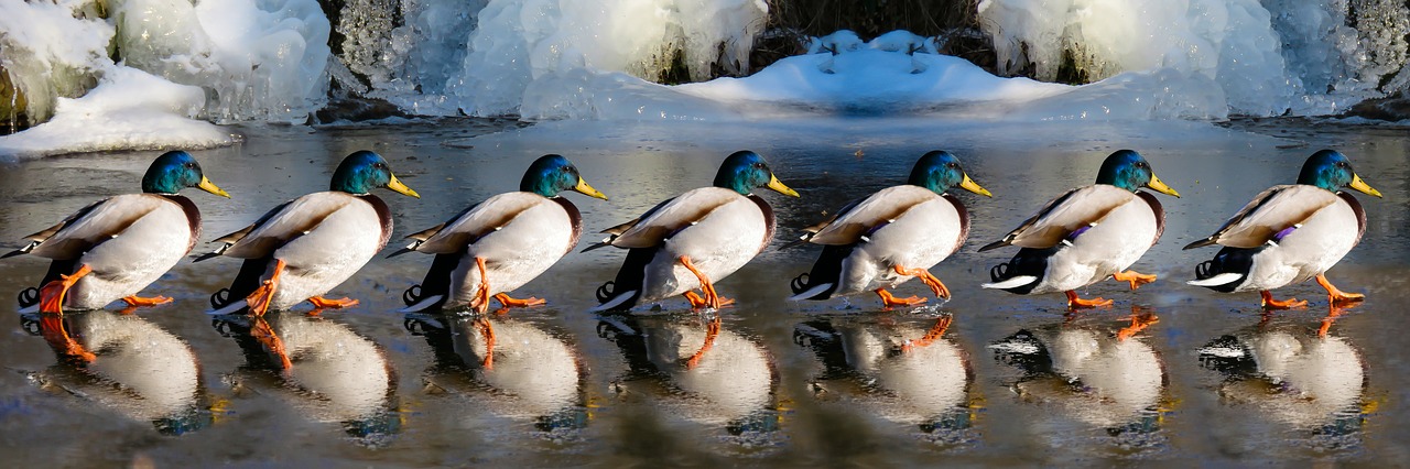 Photo of Male Mallard Ducks walking on ice