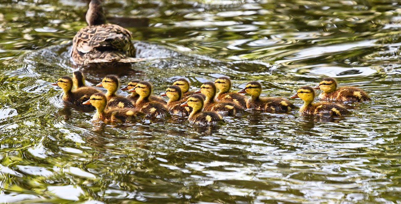 Photograph of ducklings