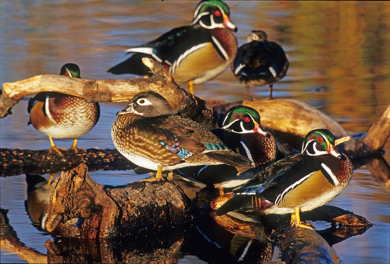 Photo of wood ducks on a log