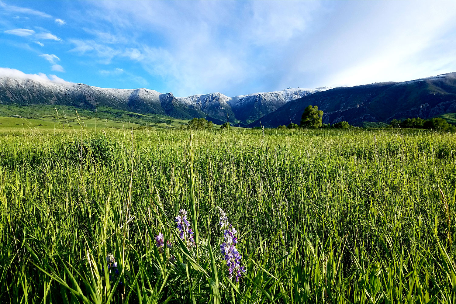 Photo of grassland below snowcapped mountains