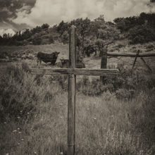 Tony Hochstetler, Cemetary Cows, photograph, 12 x 18, $750