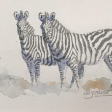 Julie Oriet, Zebra Study, watercolor and pencil, 4 x 6, $500