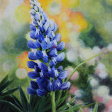 Lisa, Norman, Lupine Glory, oil, 6 x 6, $475 - SOLD