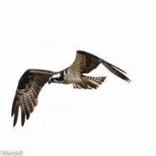Osprey in Flight by Joel Wardell