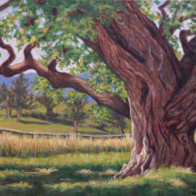 Claudia Post, Lee Helvey’s Enormous Cottonwood Tree, oil, 20 x 24, $2400