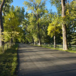 Cottonwood trees along a road