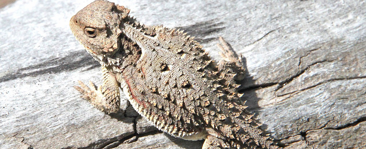 Australian Horned Toad At Ronda Rothermel Blog