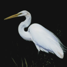 Kent McCain, White Egret in Reeds