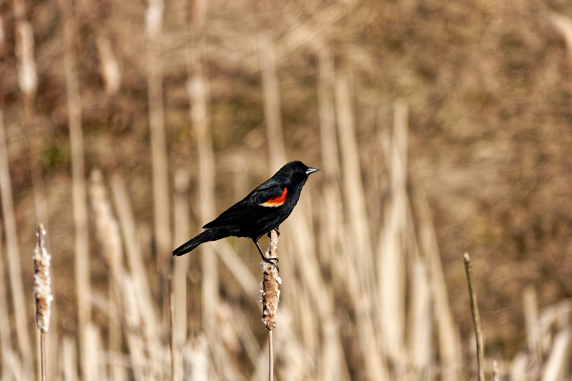 Photo of Red Winged Blackbird - Pixabay
