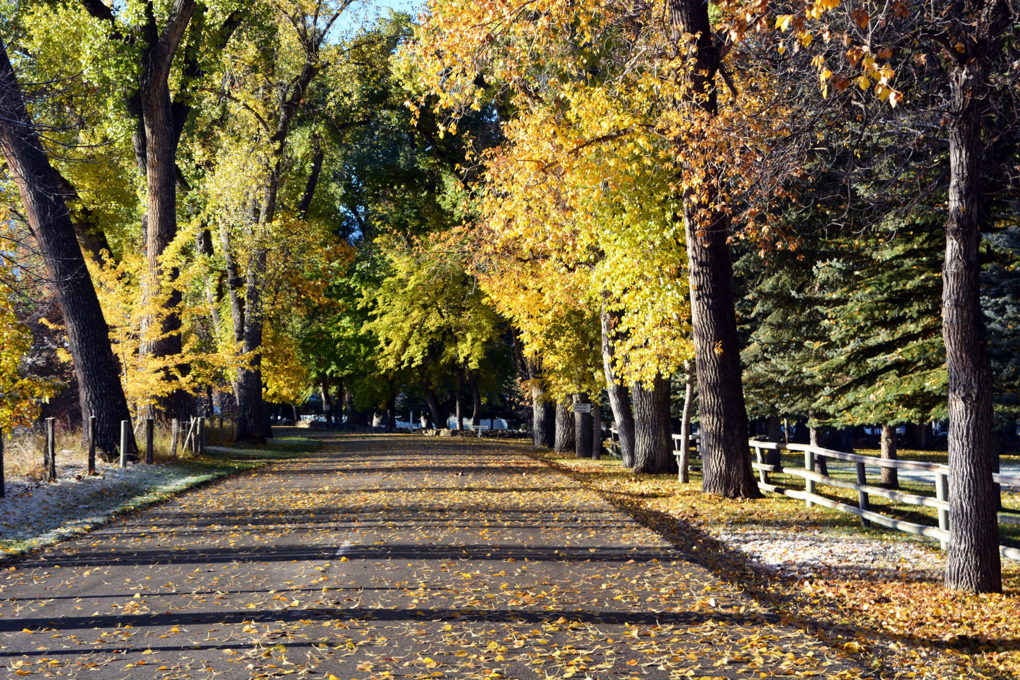 Brinton Drive with trees in autumn